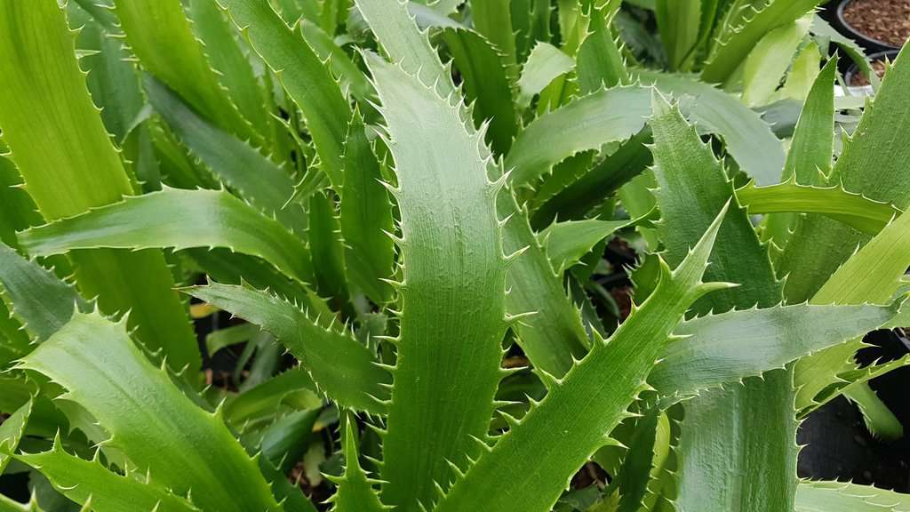 Eryngium agavifolium ---